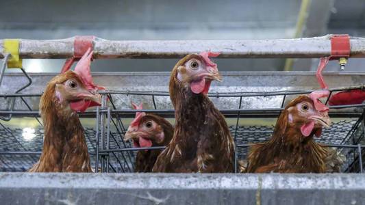 鸡肉工厂图片-鸡肉工厂素材-鸡肉工厂插画-摄图新视界